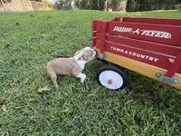 AKC Puppy 4, a male Boston Terrier for sale in Toccoa, GA – 9 of 10