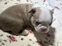 Puppy 3, a male Boston Terrier for sale in Toccoa, GA – 10 of 10