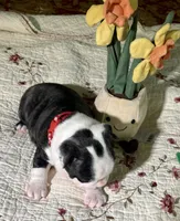 AKC blue Merle litter girl, a female Boston Terrier for sale in Toccoa, GA – Photo 6 of 6