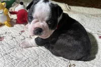 AKC blue Merle litter girl, a female Boston Terrier for sale in Toccoa, GA – Photo 2 of 6