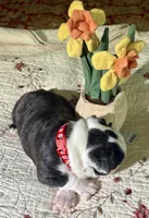 AKC blue Merle litter girl, a female Boston Terrier for sale in Toccoa, GA – Photo 3 of 6