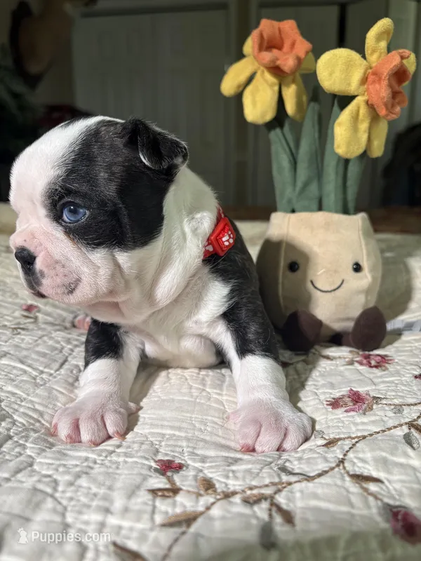 AKC blue Merle litter girl