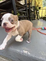 AKC Puppy 4, a male Boston Terrier for sale in Toccoa, GA – 1 of 10