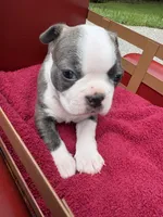 Puppy 1, a female Boston Terrier for sale in Toccoa, GA – 5 of 8