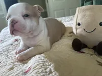 Puppy 2, a male Boston Terrier for sale in Toccoa, GA – 2 of 10