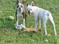Puppy 3, a male Boston Terrier for sale in Toccoa, GA – 7 of 10
