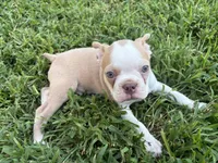 AKC Puppy 2, a male Boston Terrier for sale in Toccoa, GA – 9 of 10