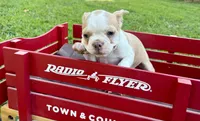 AKC Puppy 2, a male Boston Terrier for sale in Toccoa, GA – 5 of 10