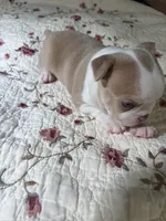 Puppy 2, a male Boston Terrier for sale in Toccoa, GA – 9 of 10