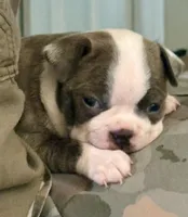 Puppy 1, a female Boston Terrier for sale in Toccoa, GA – 2 of 8