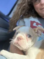 AKC Puppy 2, a male Boston Terrier for sale in Toccoa, GA – 3 of 10