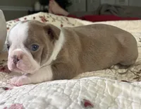 Puppy 4, a  Boston Terrier for sale in Toccoa, GA – 3 of 10