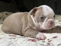 Puppy 3, a male Boston Terrier for sale in Toccoa, GA – 8 of 10