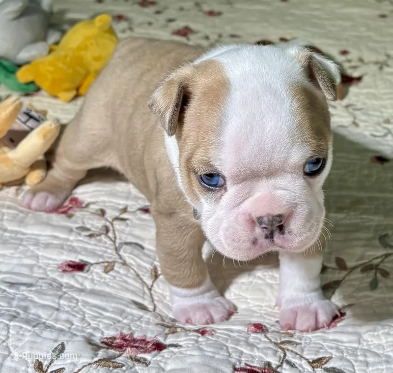 AKC Blue Merle blue collar