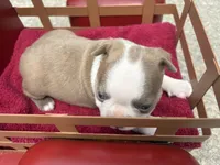 Puppy 4, a  Boston Terrier for sale in Toccoa, GA – 7 of 10