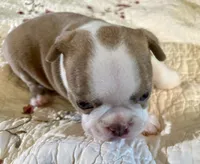 Puppy 4, a  Boston Terrier for sale in Toccoa, GA – 2 of 10