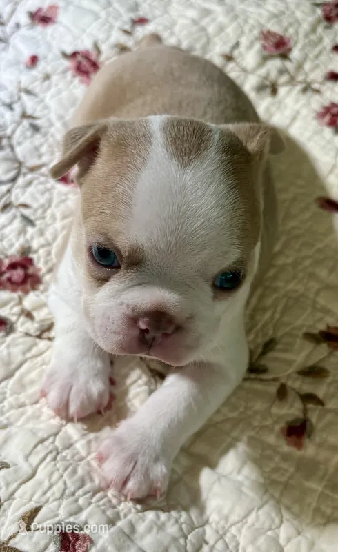 Puppy 2 – Boston Terrier puppy for sale in Toccoa, GA
