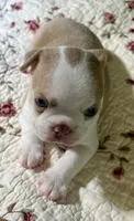 Puppy 2, a male Boston Terrier for sale in Toccoa, GA – 1 of 10