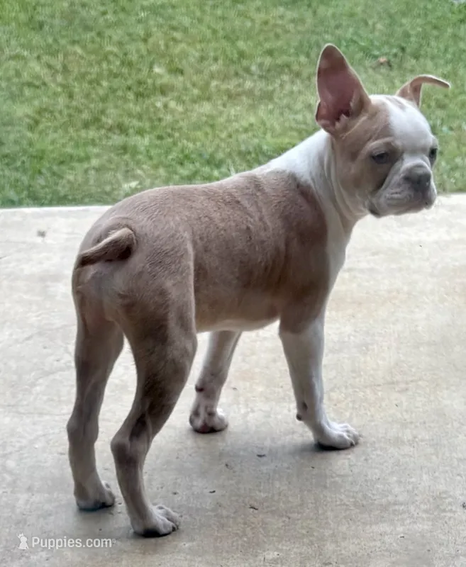 AKC Puppy 2 – Boston Terrier puppy for sale in Toccoa, GA