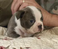 Puppy 1, a female Boston Terrier for sale in Toccoa, GA – 3 of 8