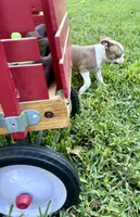 AKC Puppy 4, a male Boston Terrier for sale in Toccoa, GA – 10 of 10