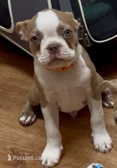 AKC Puppy 4 – Boston Terrier puppy for sale in Toccoa, GA