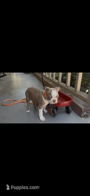AKC Puppy 4 – Boston Terrier puppy for sale in Toccoa, GA