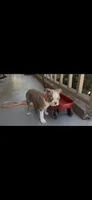 AKC Puppy 4, a male Boston Terrier for sale in Toccoa, GA – 3 of 10