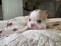 Puppy 2, a male Boston Terrier for sale in Toccoa, GA – 6 of 10