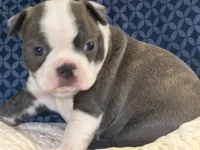 Puppy 1, a female Boston Terrier for sale in Toccoa, GA – 4 of 8