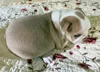 Puppy 4, a  Boston Terrier for sale in Toccoa, GA – 9 of 10