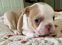 Puppy 2, a male Boston Terrier for sale in Toccoa, GA – 3 of 10