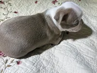 Puppy 3, a male Boston Terrier for sale in Toccoa, GA – 6 of 10