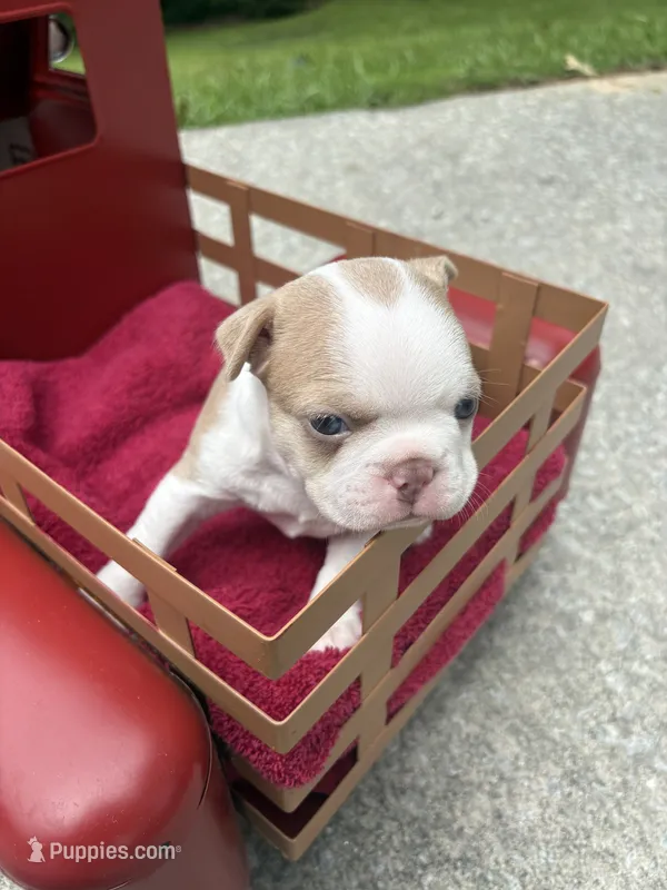 AKC Puppy 2 – Boston Terrier puppy for sale in Toccoa, GA