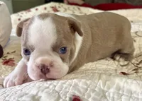 Puppy 4, a  Boston Terrier for sale in Toccoa, GA – 4 of 10