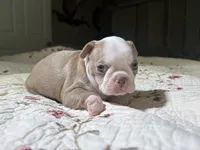 Puppy 3, a male Boston Terrier for sale in Toccoa, GA – 5 of 10