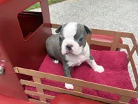 Puppy 1, a female Boston Terrier for sale in Toccoa, GA – 6 of 8