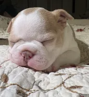 Puppy 2, a male Boston Terrier for sale in Toccoa, GA – 4 of 10