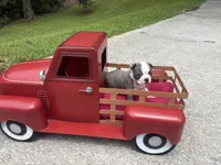 Puppy 1, a female Boston Terrier for sale in Toccoa, GA – 7 of 8