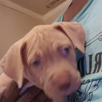 Brutus, a male American Pit Bull Terrier for sale in Merrillville, IN – Photo 1 of 7