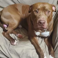 Brutus, a male American Pit Bull Terrier for sale in Merrillville, IN – Photo 5 of 7