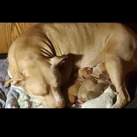 Brutus, a male American Pit Bull Terrier for sale in Merrillville, IN – Photo 7 of 7