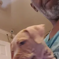 Brutus, a male American Pit Bull Terrier for sale in Merrillville, IN – Photo 2 of 7