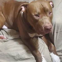 Brutus, a male American Pit Bull Terrier for sale in Merrillville, IN – Photo 6 of 7