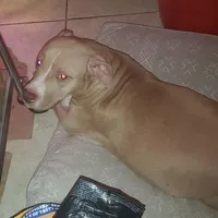 Brutus, a male American Pit Bull Terrier for sale in Merrillville, IN – Photo 4 of 7