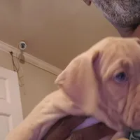 Brutus, a male American Pit Bull Terrier for sale in Merrillville, IN – Photo 3 of 7