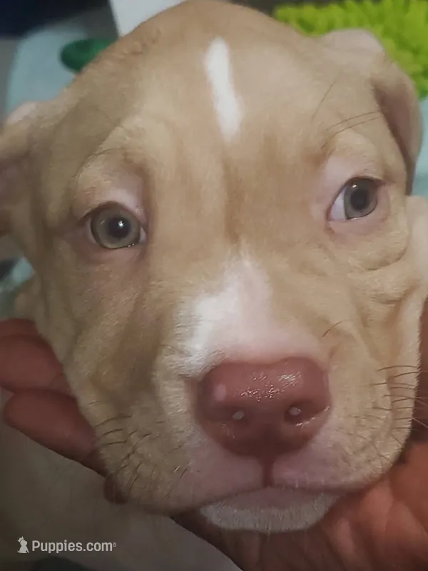 Brutus – American Pit Bull Terrier puppy for sale in Merrillville, IN