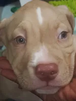 Brutus, a male American Pit Bull Terrier for sale in Merrillville, IN – 1 of 4