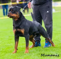 Highest Qual Pup in USA, a male Rottweiler for sale in Merrillville, IN – Photo 5 of 10