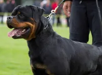 Highest Qual Pup in USA, a male Rottweiler for sale in Merrillville, IN – Photo 10 of 10